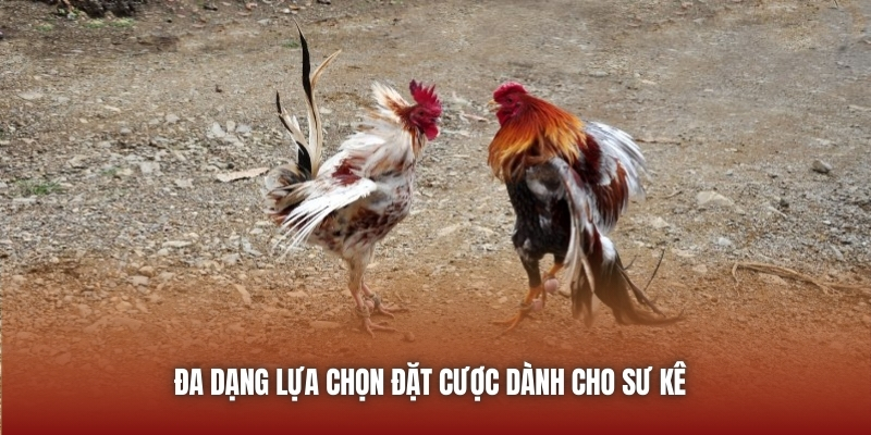 Đa dạng lựa chọn đặt cược dành cho sư kê 