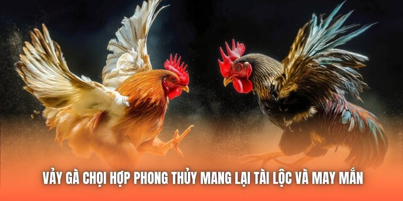 Vảy Gà Chọi Hợp Phong Thủy Mang Lại Tài Lộc Và May Mắn