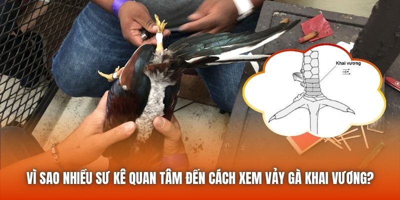 Vì sao nhiều sư kê quan tâm đến cách xem vảy gà khai vương?