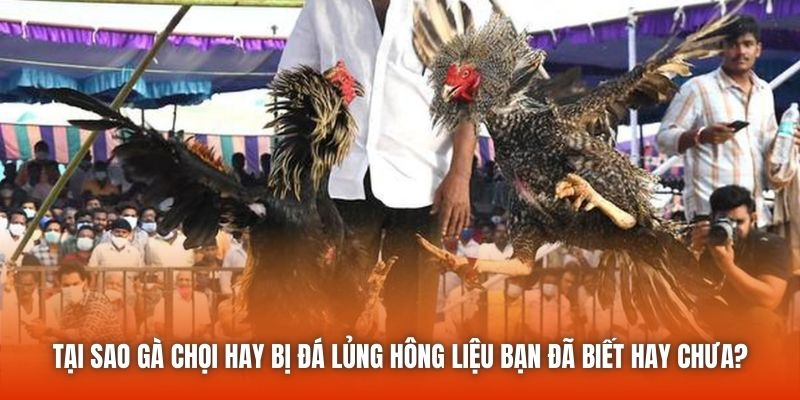 Tại sao gà chọi hay bị đá lủng hông liệu bạn đã biết hay chưa?