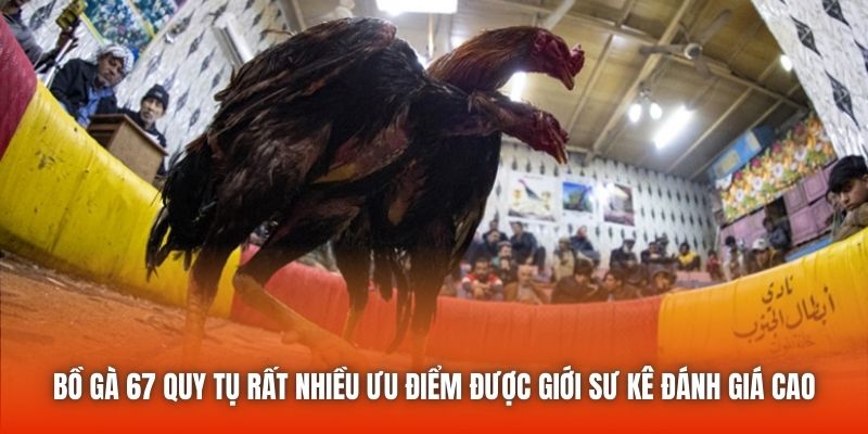 Bồ gà 67 quy tụ rất nhiều ưu điểm được giới sư kê đánh giá cao