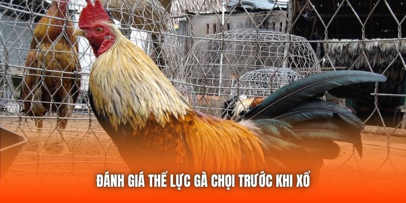 Đánh giá thể lực gà chọi trước khi xổ