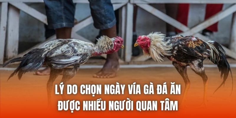 Lý do chọn ngày vía gà đá ăn được nhiều người quan tâm